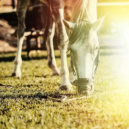 Ongal קרושונה